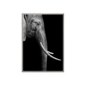 Elefantenfoto Tiere Poster mit Rahmen 50x70cm Unika 0017 Verkauf