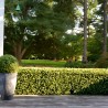 Künstliche Hecke für niedrigen Gartenzaun aus Buchsbaum 158x33x56cm Robuk Verkauf