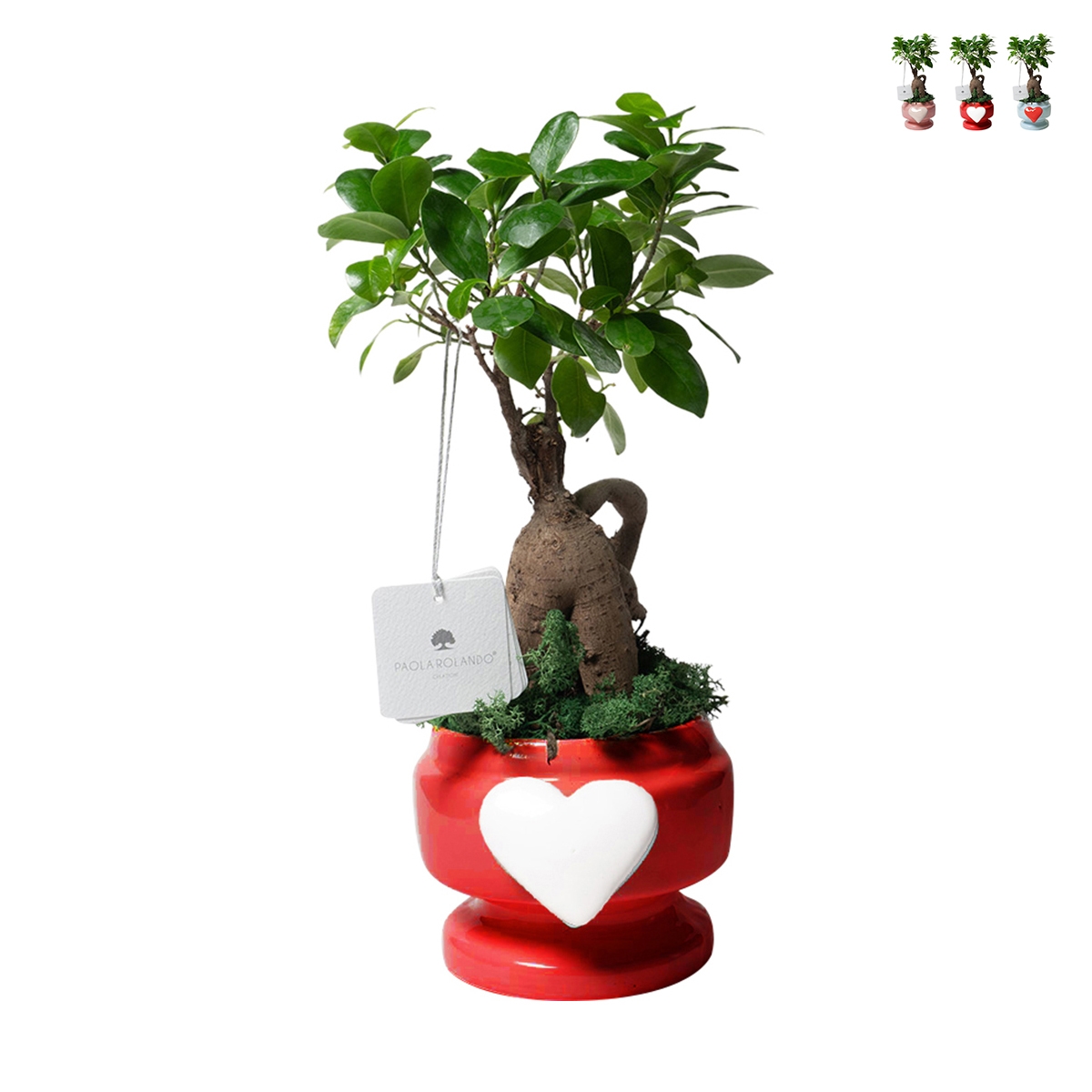 Hochzeitsgeschenk mit echtem Bonsai-Ficus in dekoriertem Topf mit Herz Eden Aktion Hochzeitsgeschenk mit echtem Bonsai-Ficus in dekoriertem Topf mit Herz Eden Aktion