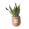 Sansevieria-Pflanze im Glasvase für den Innenbereich Paola Rolando Hope Aktion