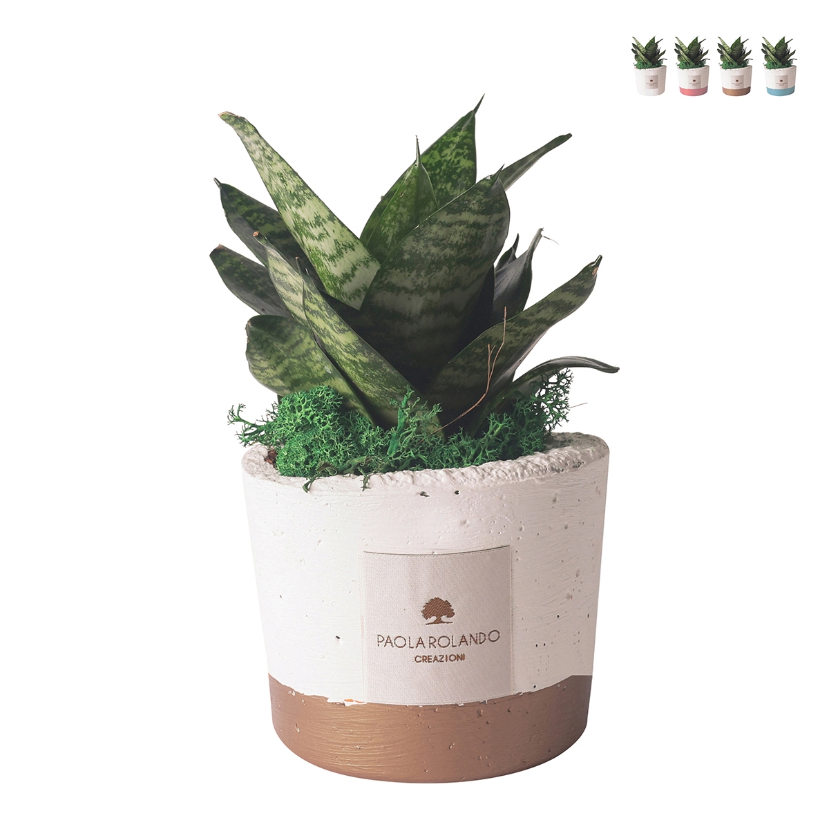 Sansevieria nana Zimmerpflanze im Betontopf Paola Rolando Flora Aktion Sansevieria nana Zimmerpflanze im Betontopf Paola Rolando Flora Aktion