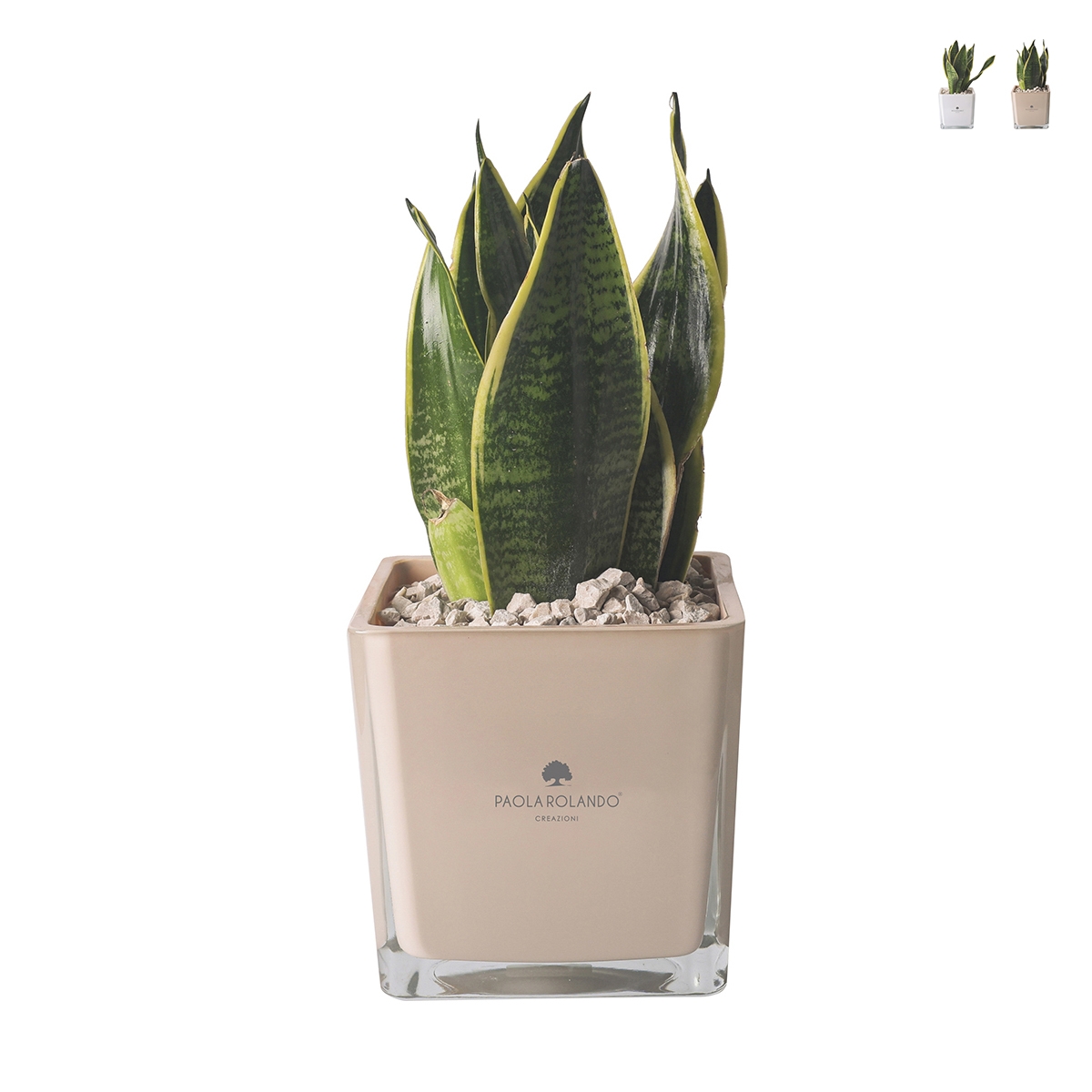 Bomboniera Paola Rolando Sansevieria Nana im quadratischen Glasgefäß Sogno Aktion Bomboniera Paola Rolando Sansevieria Nana im quadratischen Glasgefäß Sogno Aktion