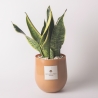 Sansevieria-Pflanze im Glasvase für den Innenbereich Paola Rolando Hope Verkauf