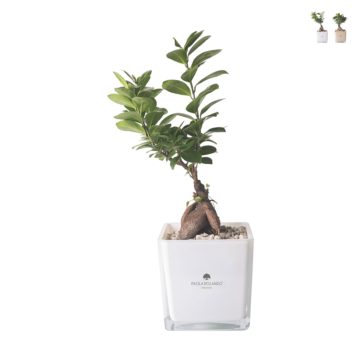 Bonsai Ficus Ginseng im Glaskubus Topf Paola Rolando Sogno Aktion Bonsai Ficus Ginseng im Glaskubus Topf Paola Rolando Sogno Aktion