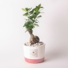 Ficus Bonsai Zimmerpflanze im Beton-Topf Flora, Pianta Paola Rolando Verkauf