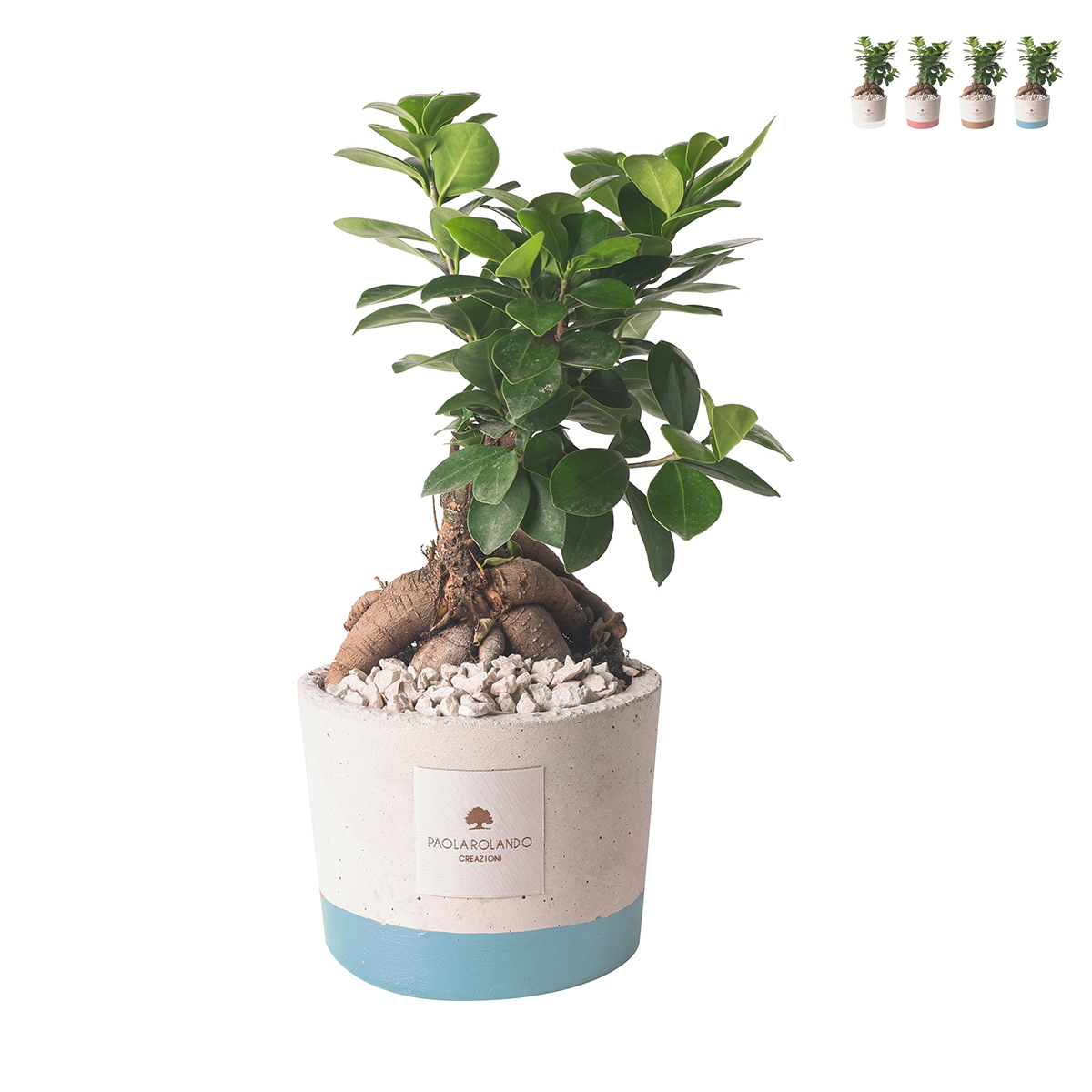 Hochzeitsgeschenk mit Bonsai Ficus Ginseng im Industrietopf Aktion Hochzeitsgeschenk mit Bonsai Ficus Ginseng im Industrietopf Aktion