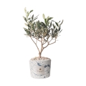 Olivenbaum im dekorierten Topf Paola Rolando Hochzeitsgeschenk Simone Angebot