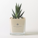 Paola Rolando Sukkulenten-Gastgeschenk mit Glaswürfelvase Sogno Verkauf