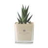 Paola Rolando Sukkulenten-Gastgeschenk mit Glaswürfelvase Sogno Angebot