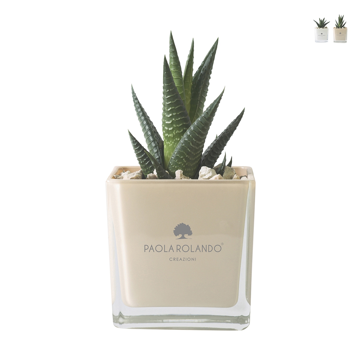 Paola Rolando Sukkulenten-Gastgeschenk mit Glaswürfelvase Sogno Aktion Paola Rolando Sukkulenten-Gastgeschenk mit Glaswürfelvase Sogno Aktion