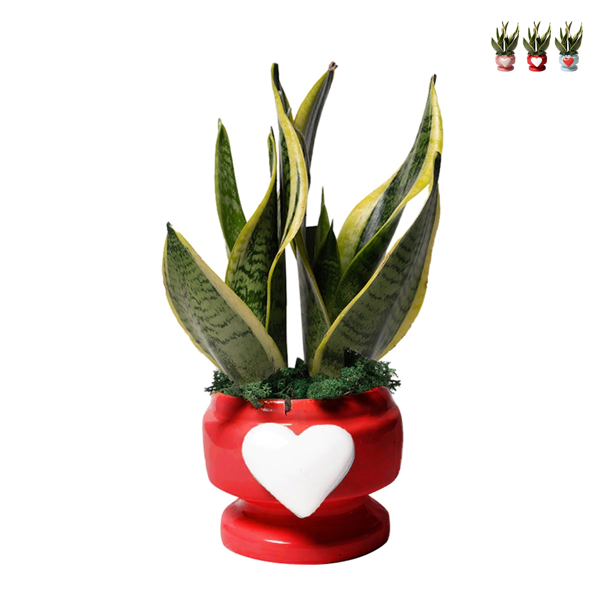 Sansevieria Bomboniera Paola Rolando im dekorierten Topf mit Herz Eden Aktion Sansevieria Bomboniera Paola Rolando im dekorierten Topf mit Herz Eden Aktion