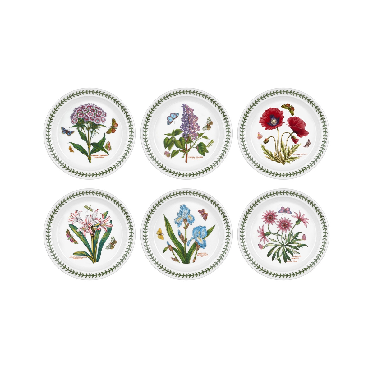 Set aus 6 flachen Tellern 20 cm aus Porzellan Portmeirion Botanic Garden Aktion