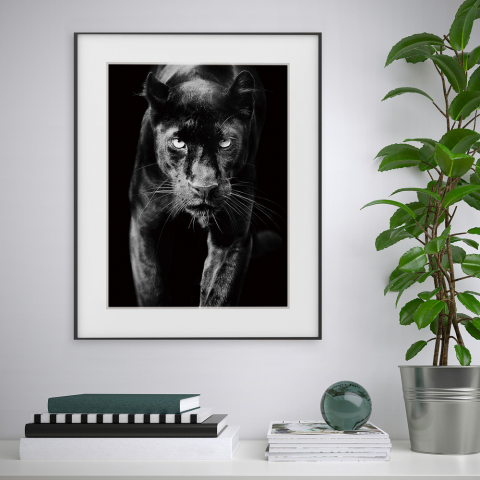 Schwarzer und weißer Bilddruck Panther Tierfotografie 40x50cm Vielfalt Pardus Aktion