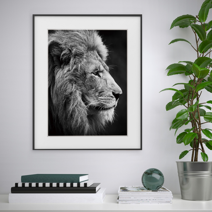 Leinwanddruck Schwarz-Weiß Löwe Tier 40x50cm Variety Aslan Aktion Leinwanddruck Schwarz-Weiß Löwe Tier 40x50cm Variety Aslan Aktion