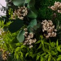 Pflanzenbilder Blumen stabilisierte Wandpflanzen ForestMoss Persephone Kauf